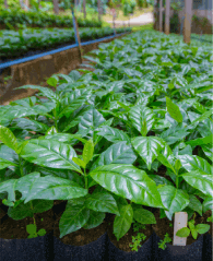 Sustainability